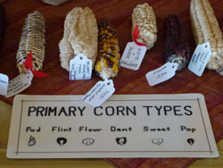 Corn Samples