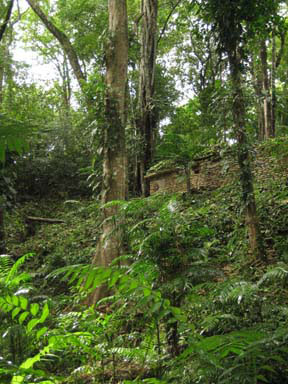 Mexico Jungle